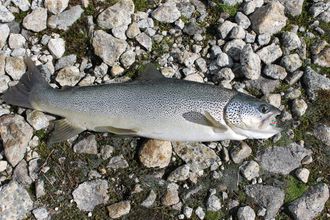 Istjørna Ørret 1,3 kg Spesial 12gr