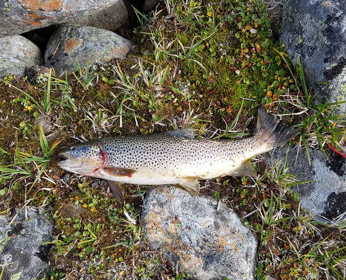Tatt i Lagavatne på Møresilda Rød/Kobber 10gr. 1,1kg